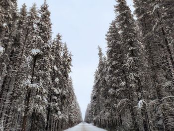 Pine trees in forest