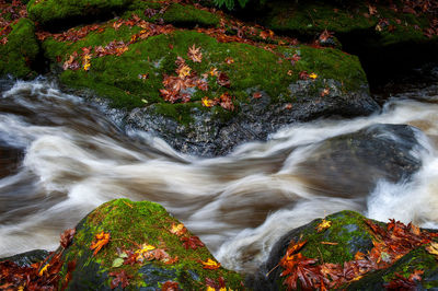 Scenic view of waterfall in forest