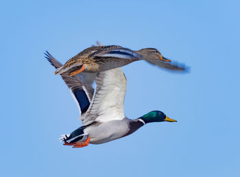 Bird flying against clear blue sky