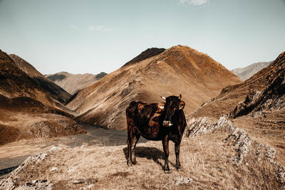 Horses on mountain