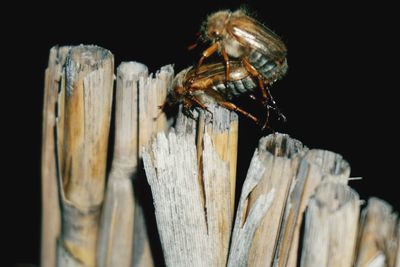 Close-up of grasshopper on wooden post