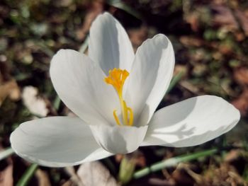 Close-up of white crocus