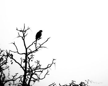 Low angle view of bird perching on a tree