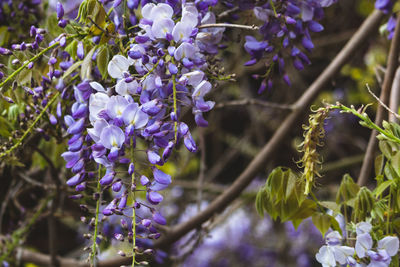 Wisteria in bloom, colchester castle park, england, uk, may 2021