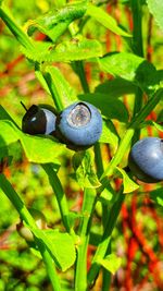 Close-up of plant growing on tree