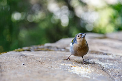 Close-up of bird perching on retaining wall