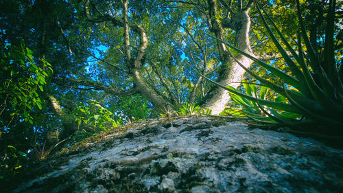 Trees in forest