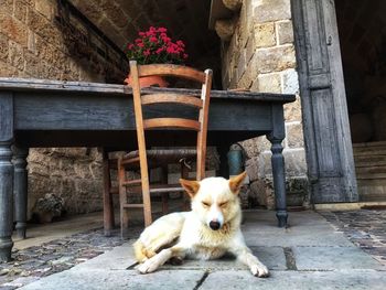 Cute dog guarding a masseria in puglia