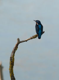 Splendid exemplary with beautiful colors of common kingfisher, alcedo atthis, on a thin branch.