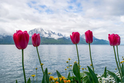 Close-up of red tulips by water against sky