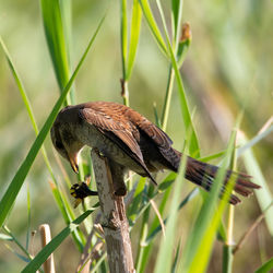 Close-up of bird perching on branch