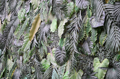 Full frame shot of plants