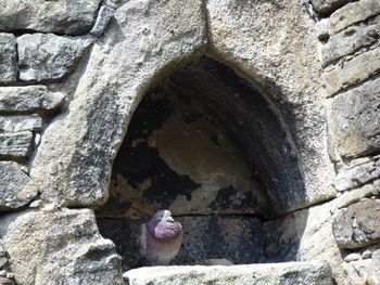 Close-up of bird on stone wall