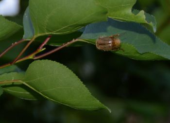 Close-up of green leaves