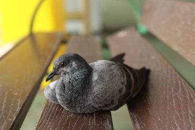 Close-up of bird perching on wood