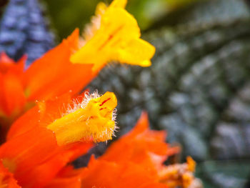 Close-up of orange flower blooming outdoors