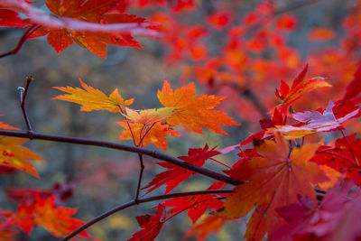 Close-up of maple leaves during autumn