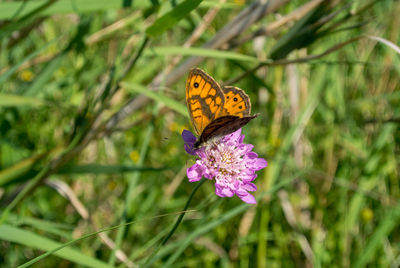 Close-up of butterfly pollinating on purple flower