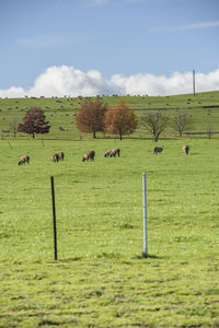 Windmills on field against sky