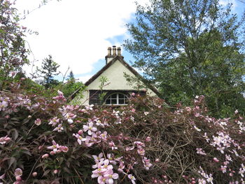 Low angle view of flowers blooming on tree