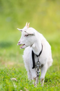 View of a dog on field