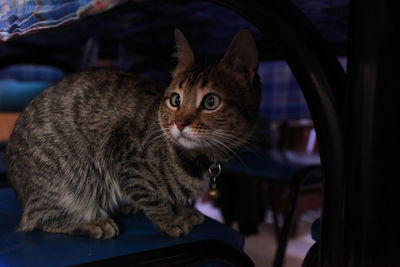 Close-up of cat sitting on table at home