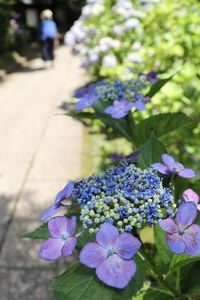 Close-up of purple flowering plant