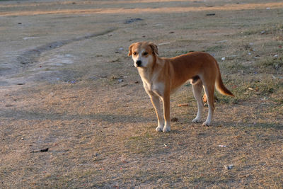 Dog standing on field