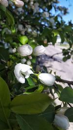 Close-up of white flowers blooming on tree