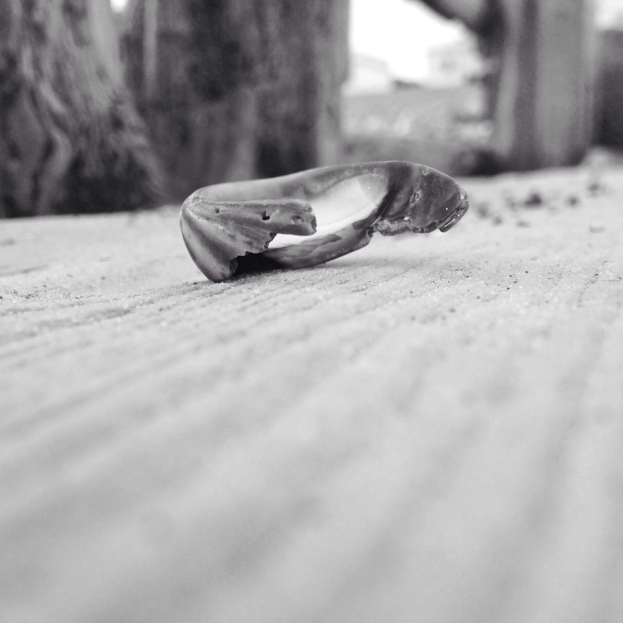 selective focus, close-up, focus on foreground, one animal, wildlife, surface level, day, animals in the wild, animal themes, outdoors, insect, one person, textured, shoe, street, single object, sunlight, side view, footwear