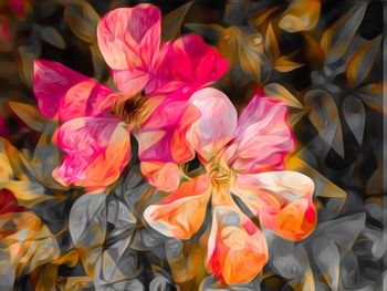 Close-up of multi colored flowers