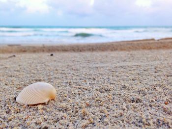Close-up of seashell on beach against sky