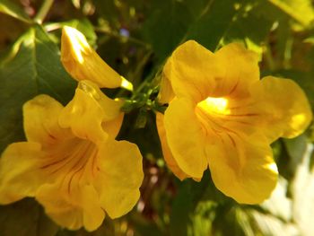 Close-up of yellow flowers