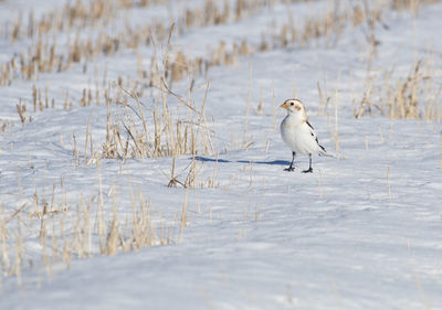 Snow sparrow on snowy field during winter