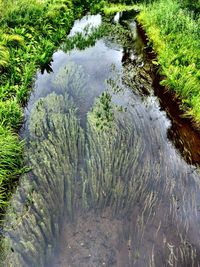 Reflection of trees in water