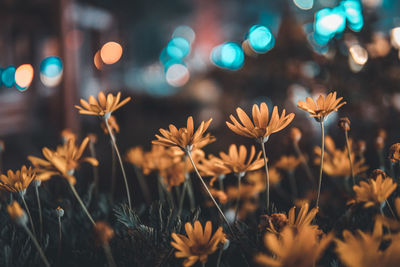 Close-up of flowering plants on field at night