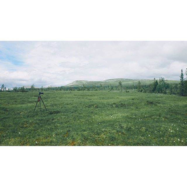 grass, sky, field, landscape, transfer print, tranquility, green color, tranquil scene, grassy, nature, scenics, beauty in nature, auto post production filter, cloud - sky, animal themes, growth, cloud, day, non-urban scene, outdoors