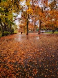 Trees in park during autumn