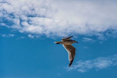 Low angle view of seagull flying in sky