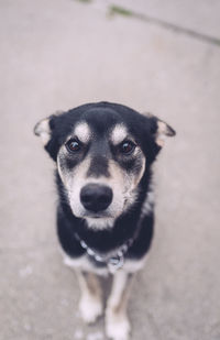 Close-up portrait of dog