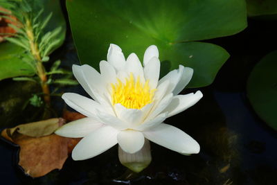 Close-up of lotus blooming outdoors