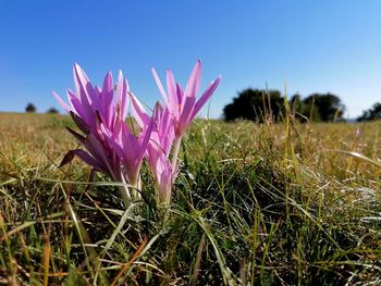 Close-up of pink crocus flowers on field against clear sky