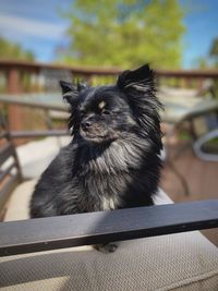 Portrait of black dog