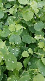 Full frame shot of wet leaves