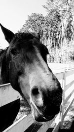 Close-up portrait of horse against sky