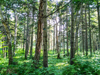 View of trees in forest