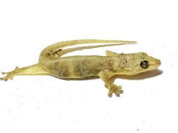 High angle view of lizard on white background