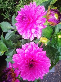 Close-up of pink flowers blooming outdoors