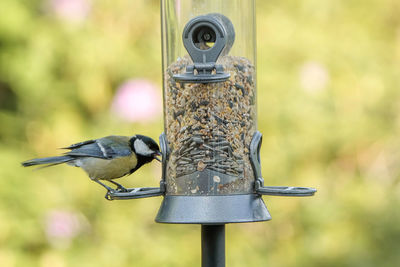 Close-up of bird perching on feeder