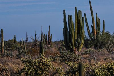 Low angle view of cactus growing on field against sky